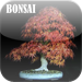 Bonsai Wallpapers